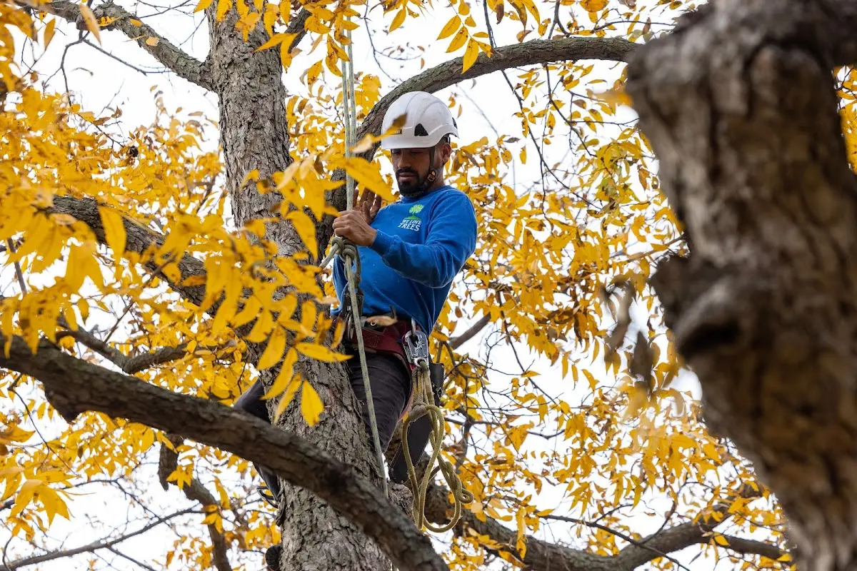 Skilled Tree Planting crew working in Breckenridge